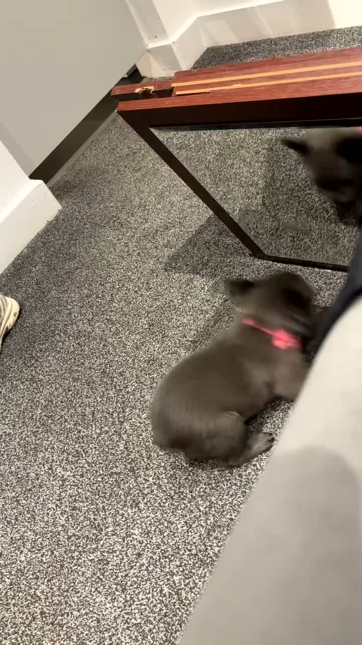 French Bulldog dogs for sale: Fluffy blue French bulldog  - Video 2