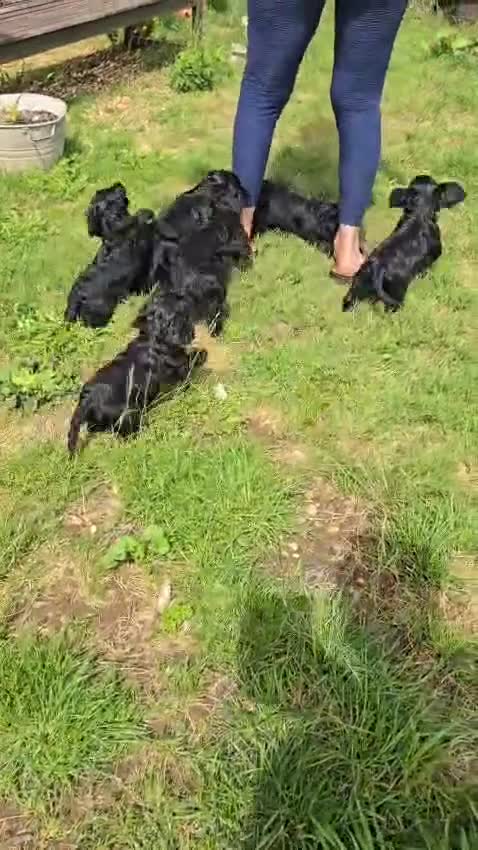Cockapoo dogs for sale: Cockapoo Puppies F1 Homebred Licenced Ready Now  - Video 1