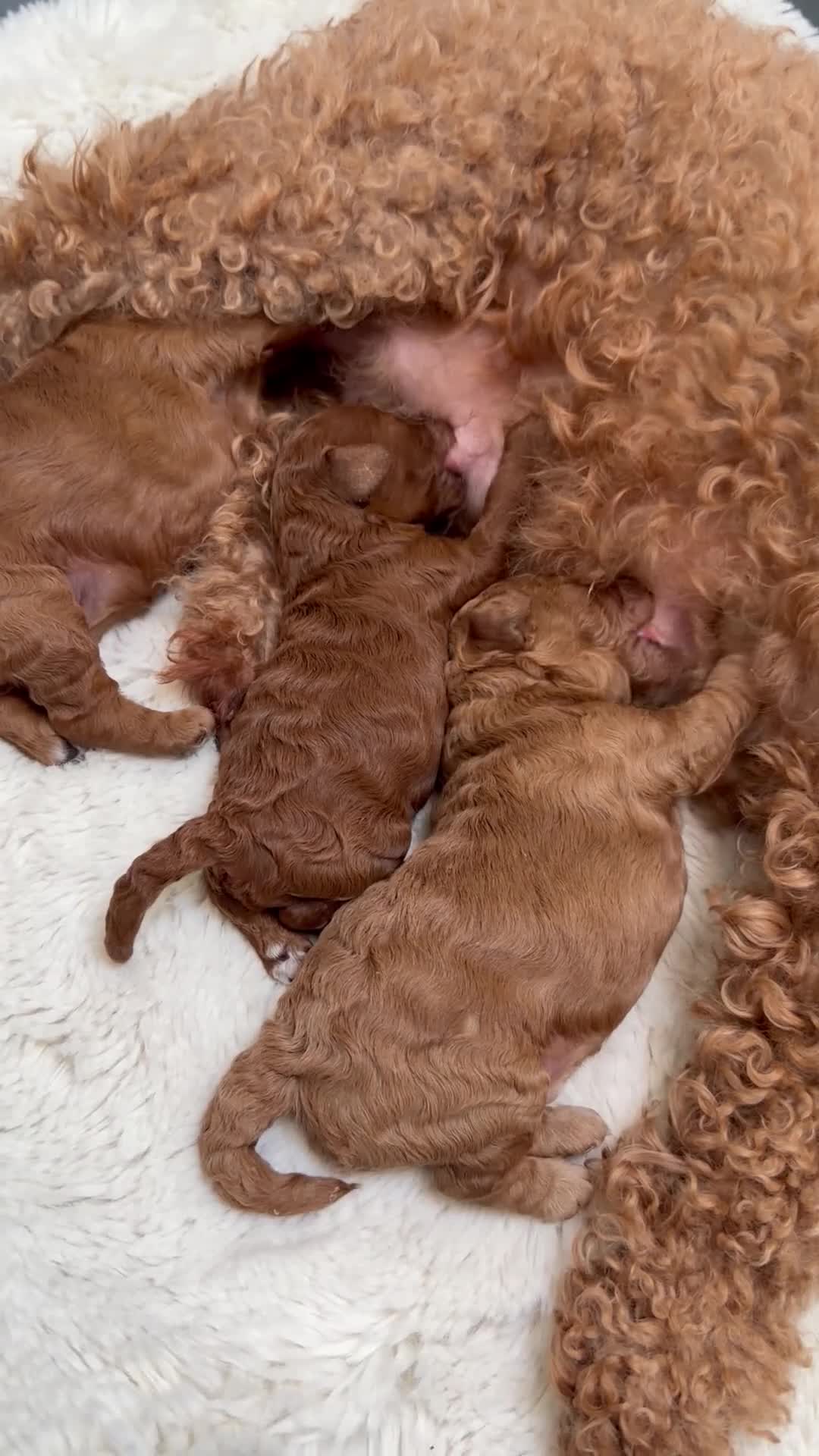Miniature Poodle dogs for sale: Kc reg mini poodle 5 generation pedigree - Video 1