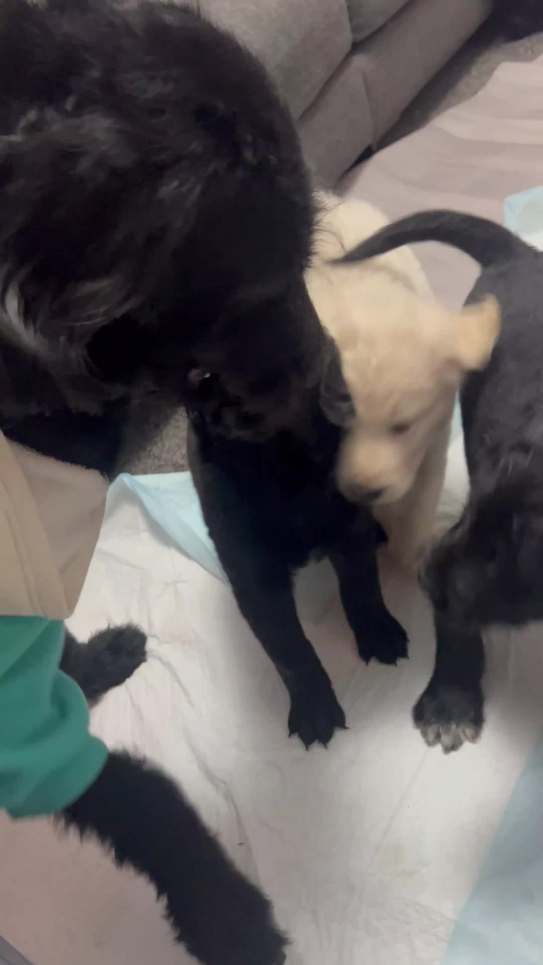 Mixed Breed dogs for sale: Stunning Litter of Labradoodle x Pyrenees - Video 4