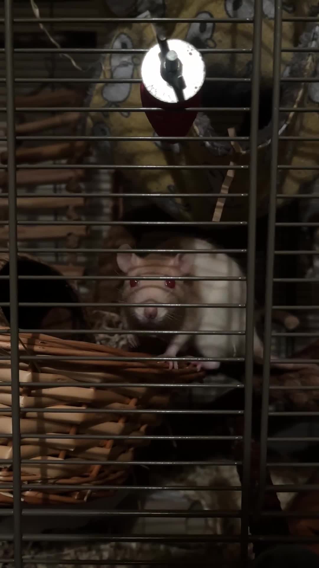 Rat rodents for sale: three girls for adoption - Video 1