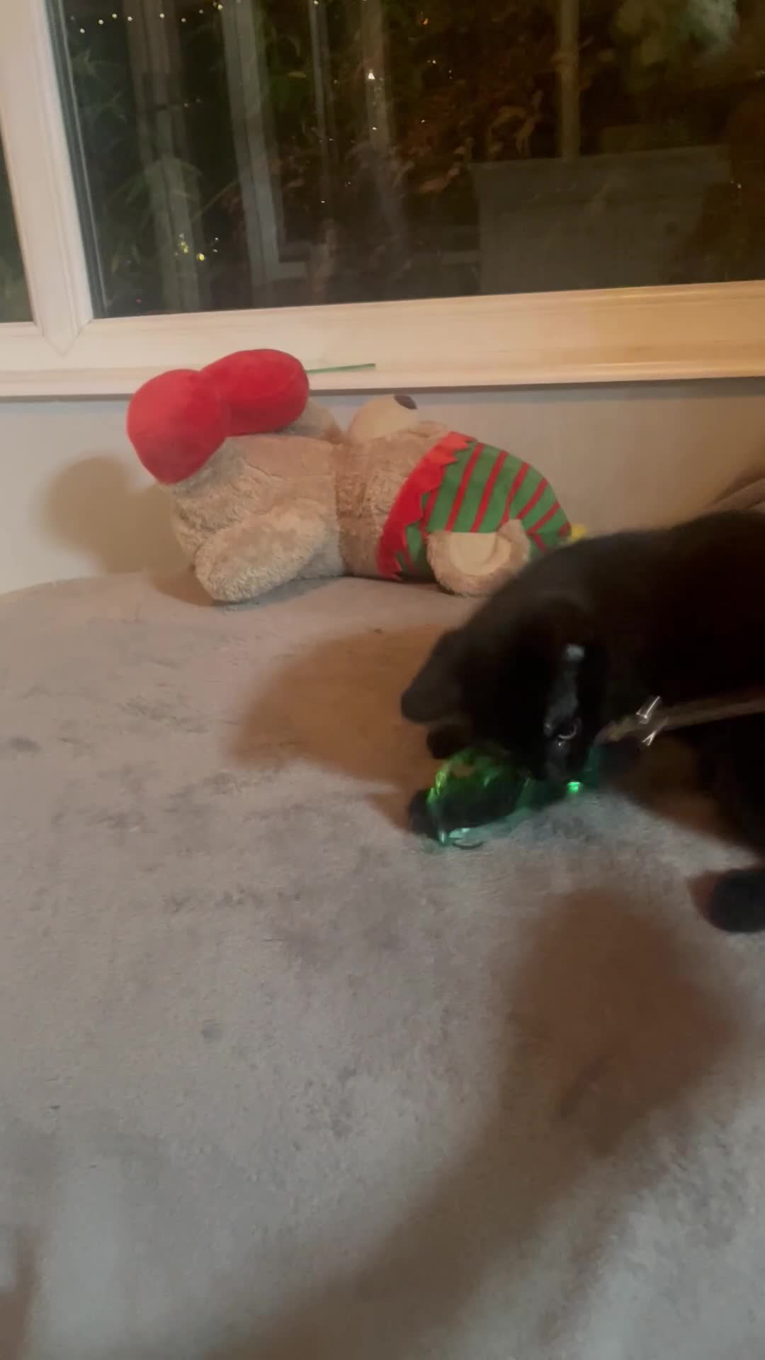 Brazilian Shorthair cats for sale: Little black rescue kitten - Video 1