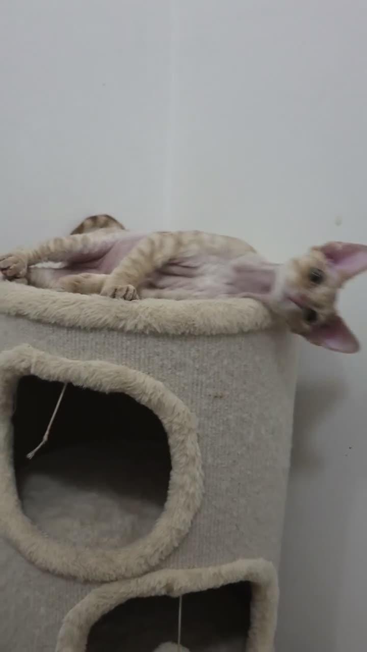 Devon Rex cats for sale: Stunning Devon Rex Girl Fully Vaccinated Ready Now - Video 2