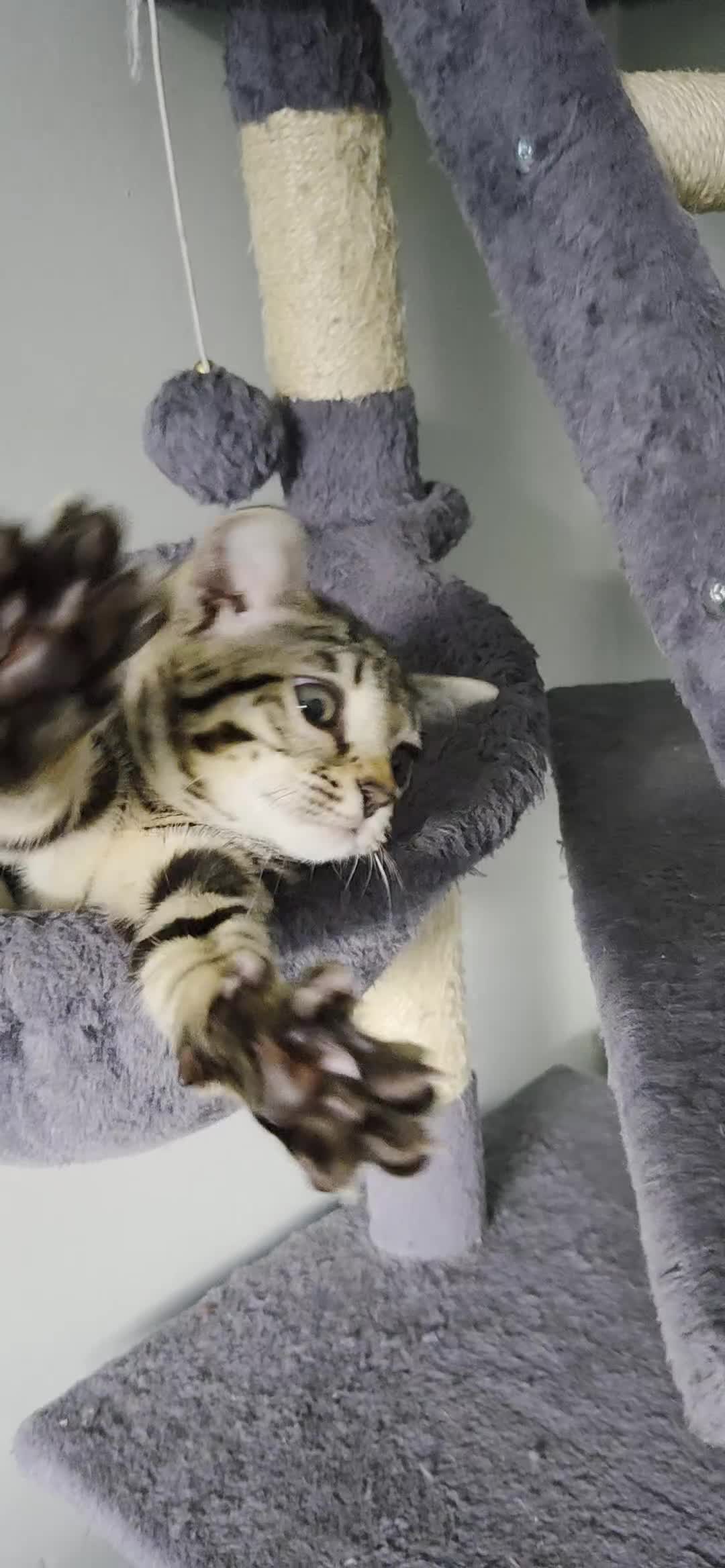 Bengal cats for sale: ✨️ READY TO LEAVE CHAMPION TICA BENGAL KITTENS 🔥 - Video 2