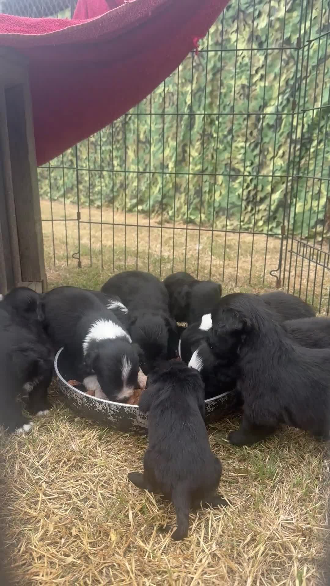 Mixed Breed dogs for sale: Aussie x Cocker Puppies “Auckers” - Video 1