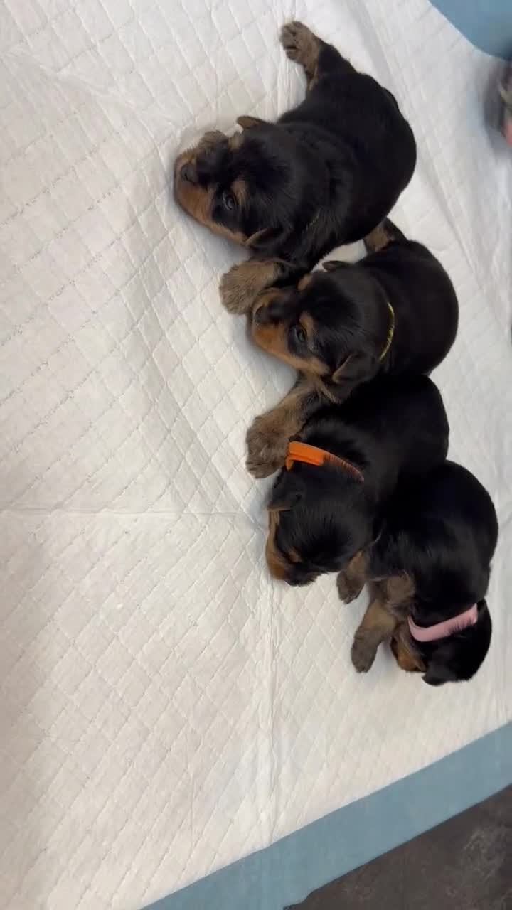 Yorkshire Terrier dogs for sale: Yorkshire Terrier Puppies Only 1 Boy Left !!!! - Video 5