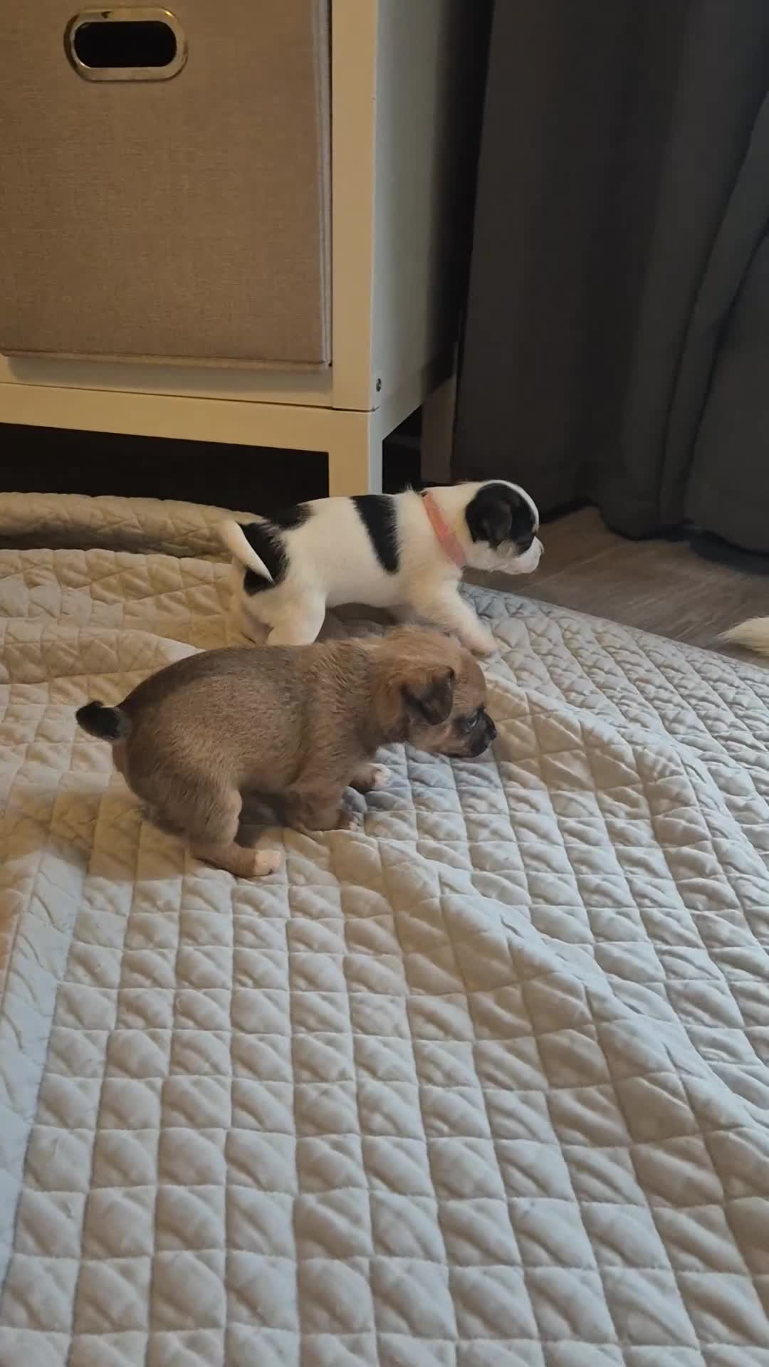Mixed Breed dogs for sale: Jack chi puppies - Video 3