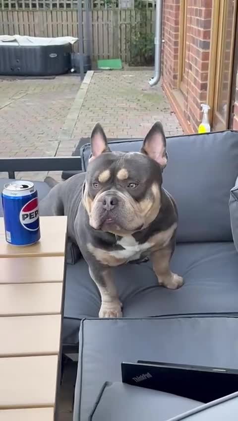American Bully dogs for sale: POCKET BULLY!! MCLOVIN x COWBOY  - Video 1