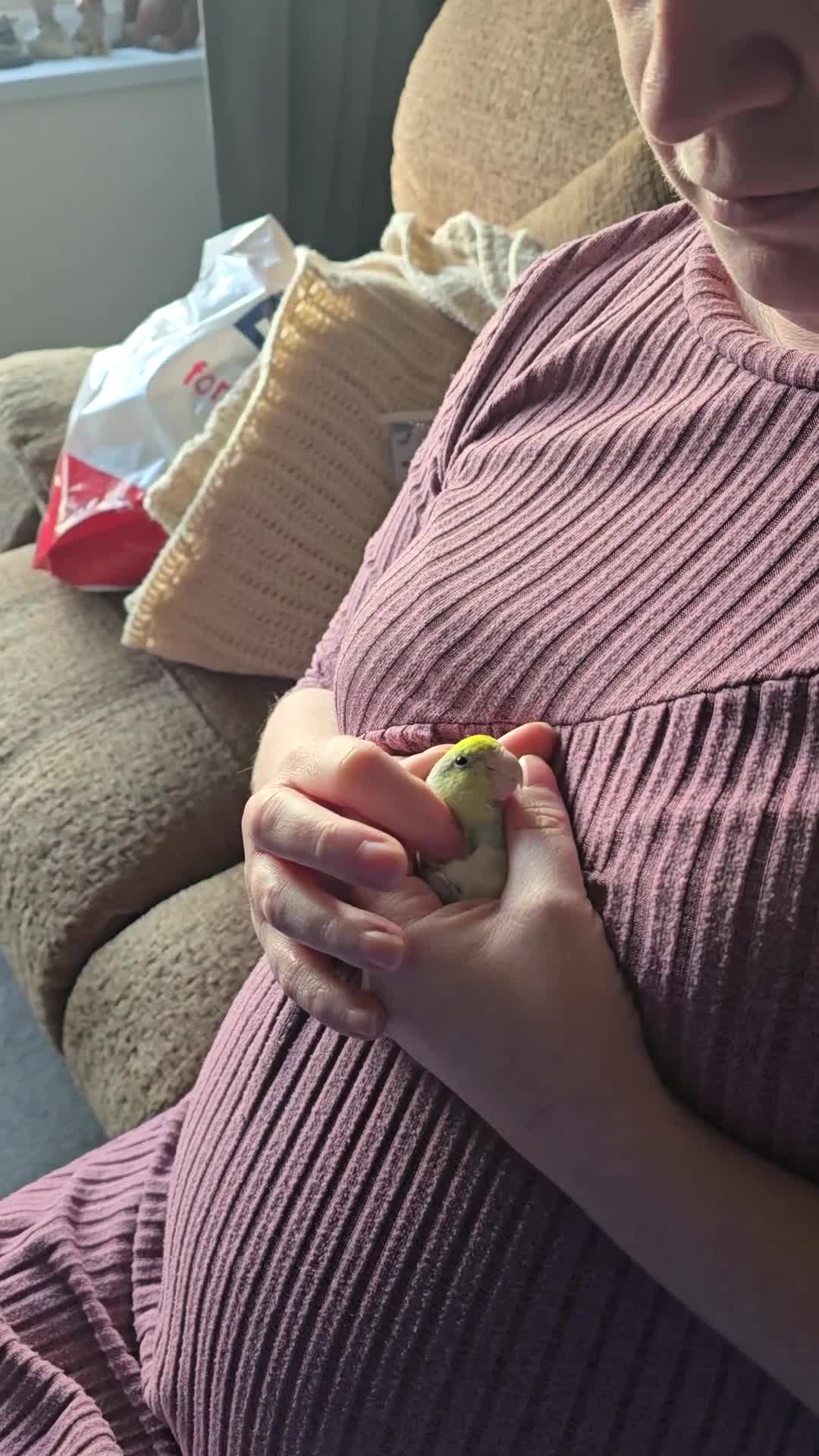 Parakeets birds for sale: Parrotlet - Video 1