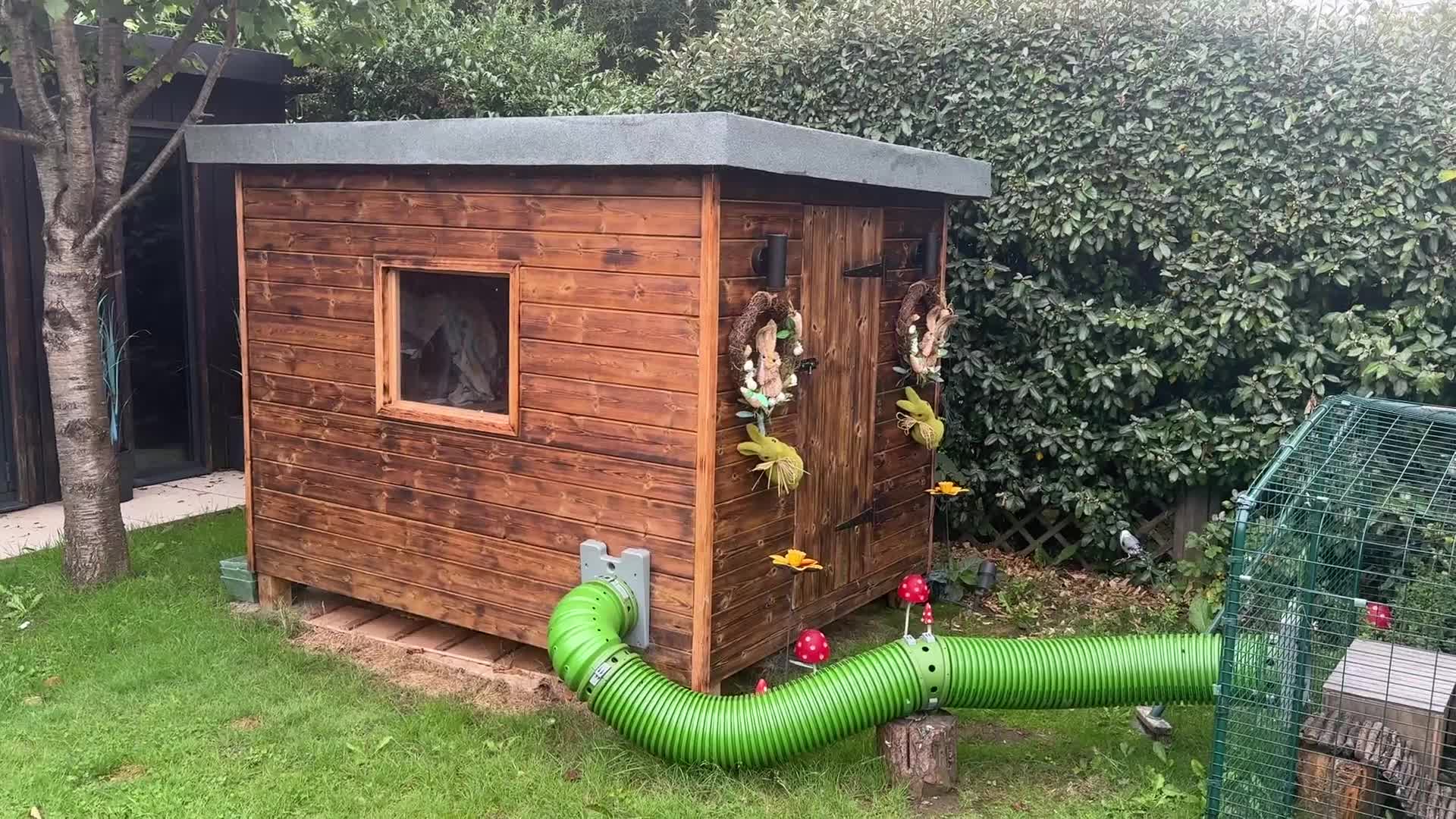Dutch rabbits for sale: 2 male rabbits, hutch and more  - Video 1