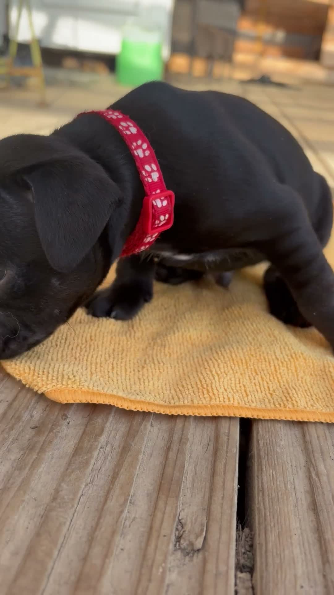 Staffordshire Bull Terrier dogs for sale: True to type kc registered Staffies  in Crawley - Video 3