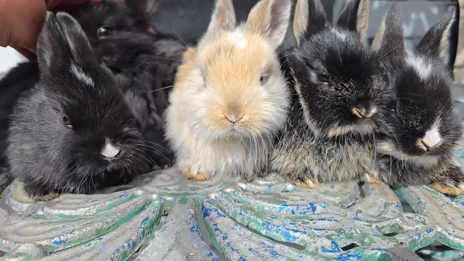 Lionhead rabbits for sale: Cutest Pure lionhead and lionhead French lop - Video 1