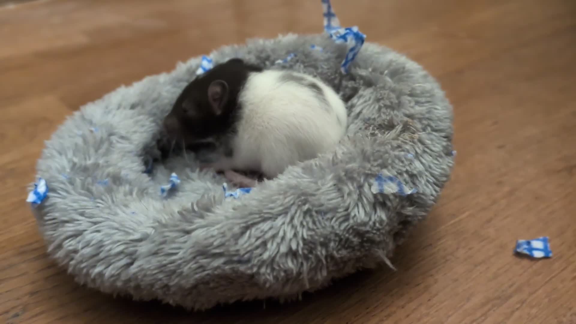 Rat rodents for sale: 4 male rats  - Video 3