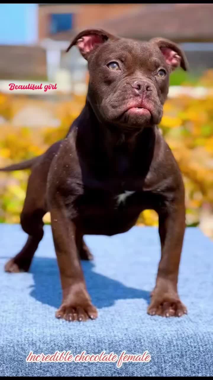 Olde English Bulldogge dogs for sale: 23 years Professionals 5⭐️Rated Licensed.  - Video 1