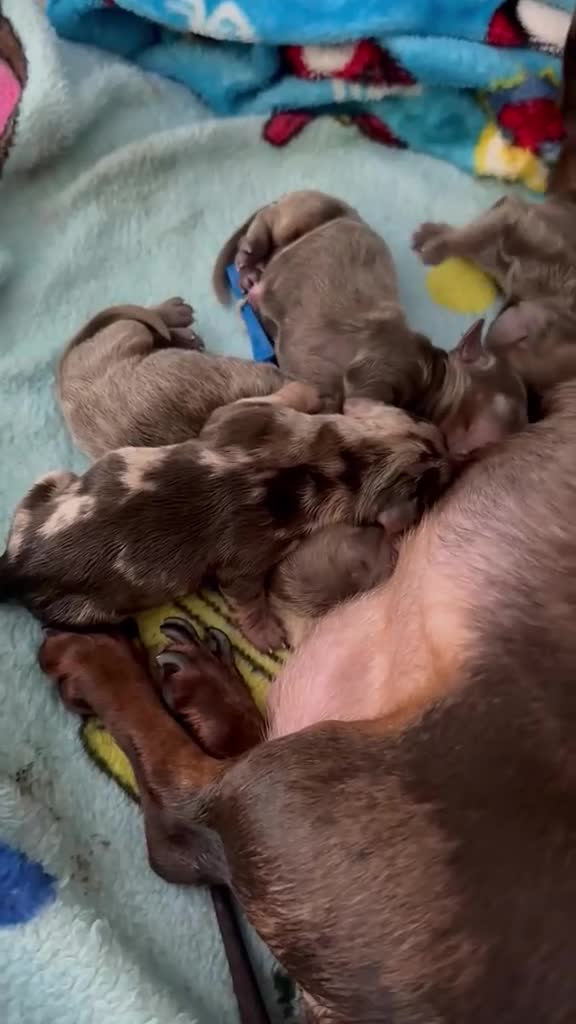 Miniature Dachshund dogs for sale: 🌟 6 GORGEOUS KC MINIATURE DACHSHUNDS FOR SALE - Video 1