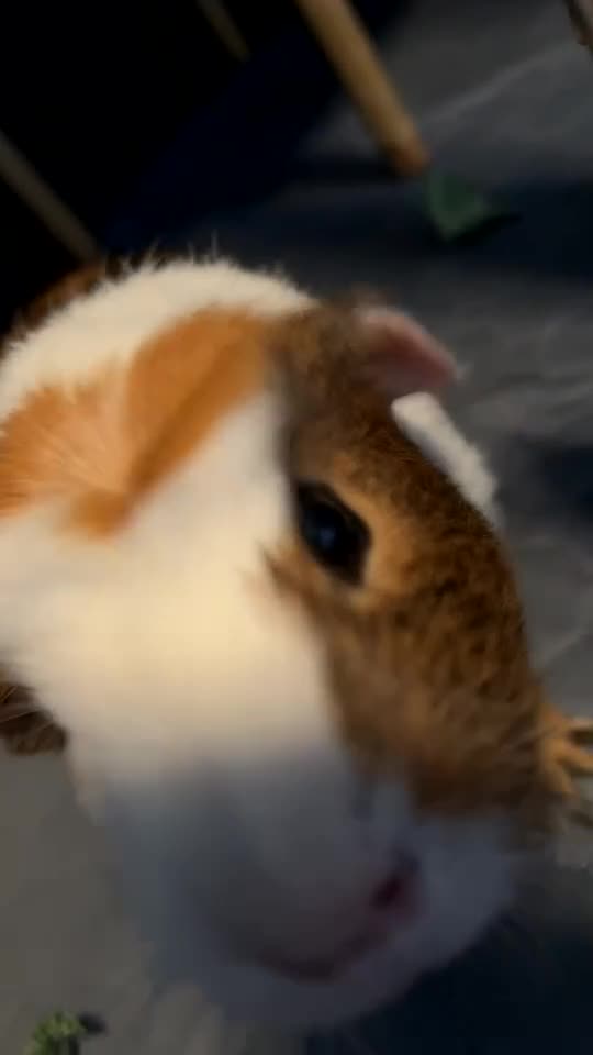 Guinea Pig rodents for sale: 2 male guinea pigs for sale  - Video 1