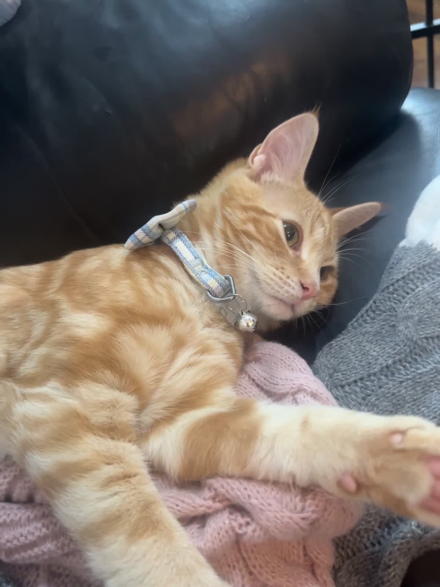 Ragdoll cats for sale: male kitten ragdoll cross bengal x  - Video 2