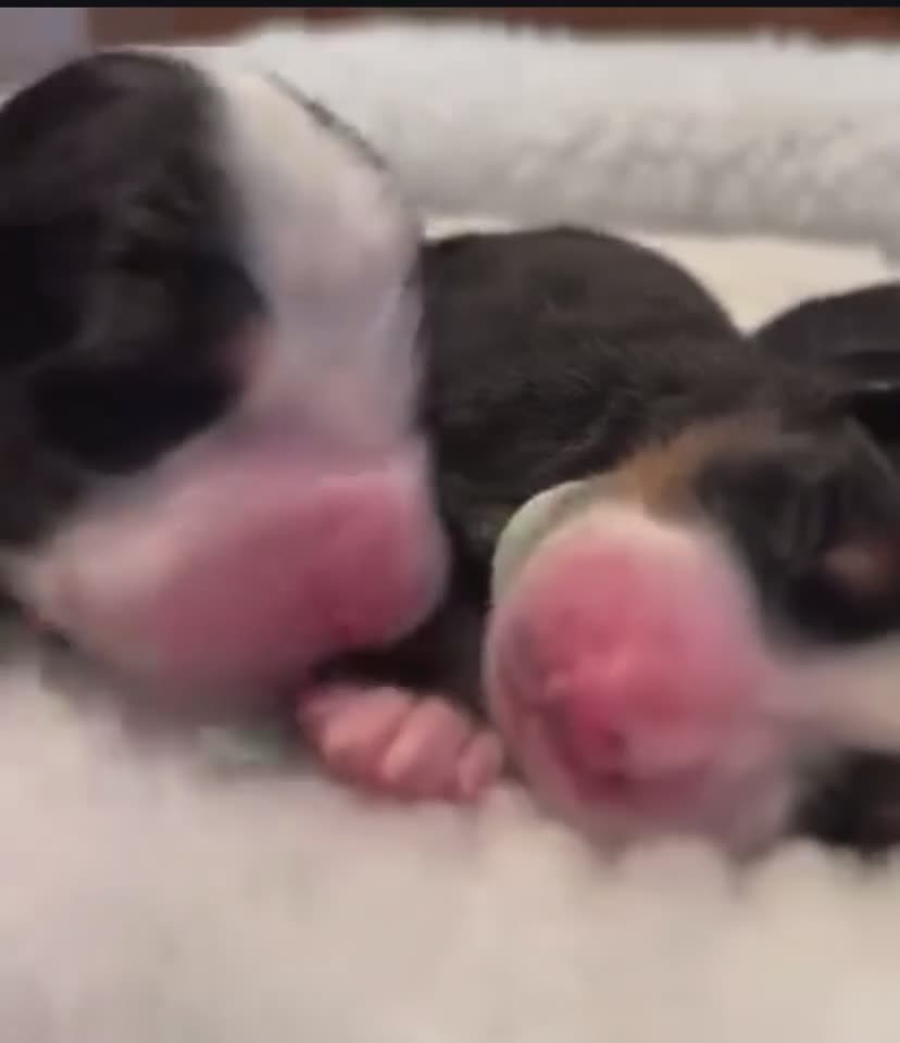 Bernese Mountain Dog dogs for sale: Well Trained Home  Bernese Mountain Pups  in Reading - Video 2