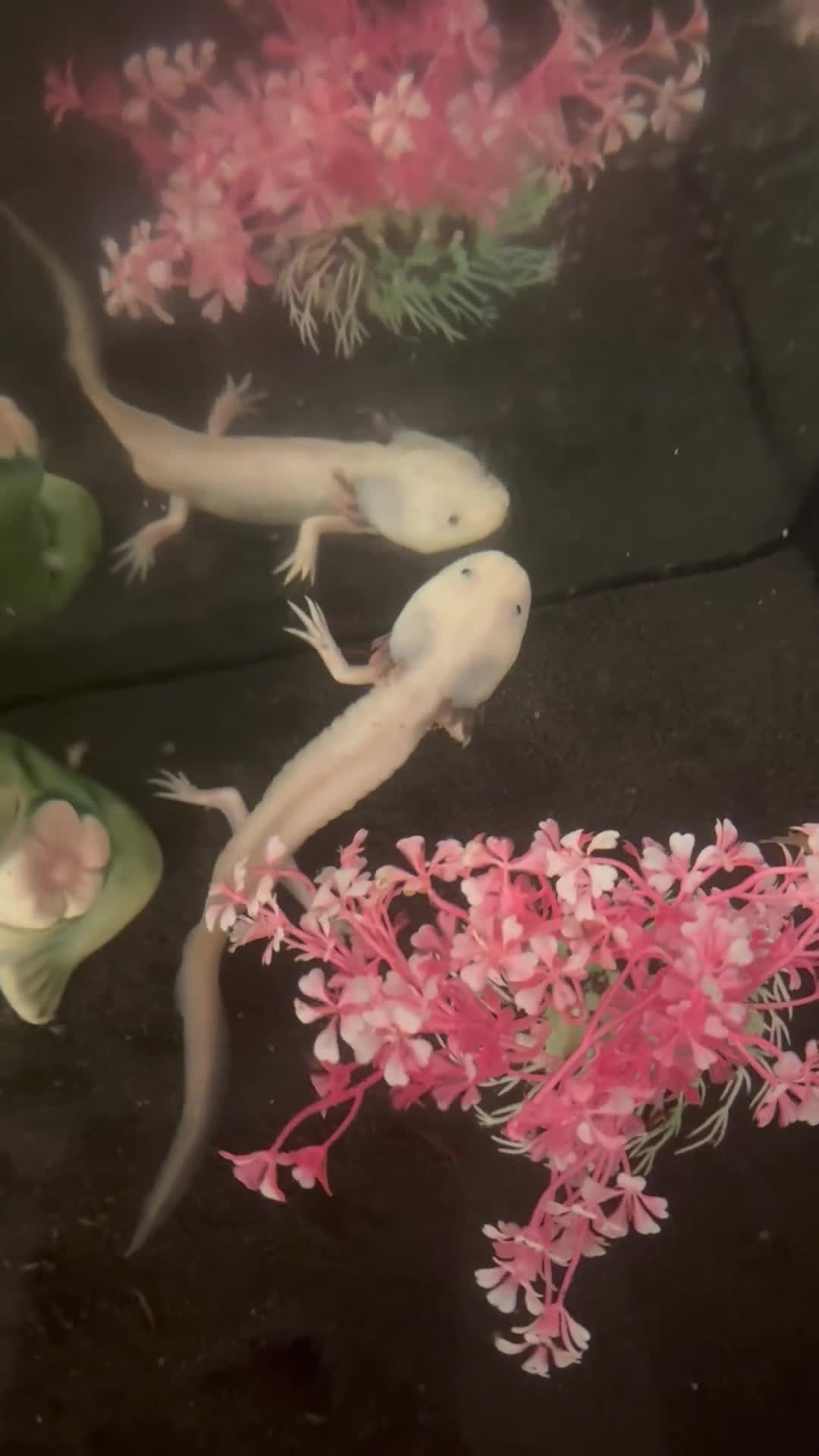 Axolotl reptiles for sale: 2 male axolotl - Video 1