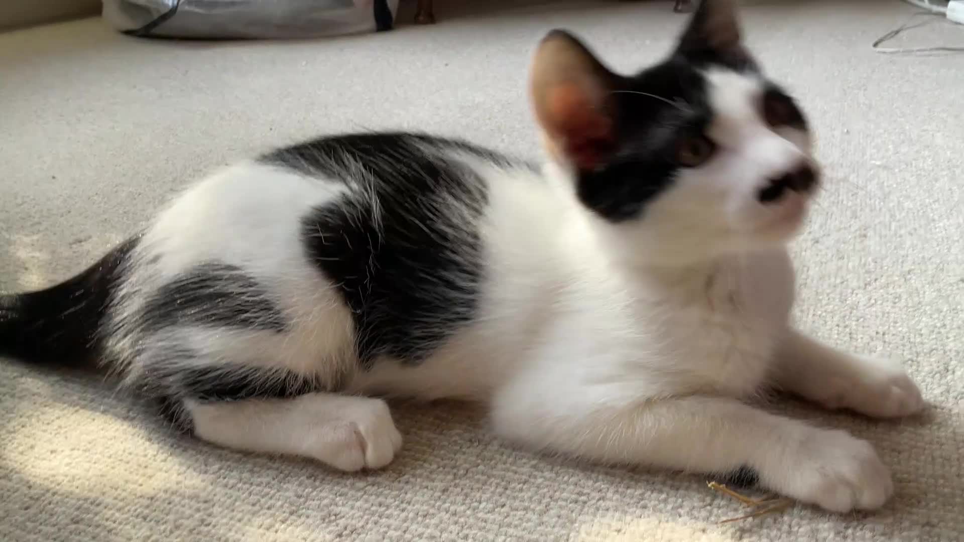 Domestic Shorthair cats for sale: 4 Beautiful Kittens Ready for their Forever Homes - Video 2
