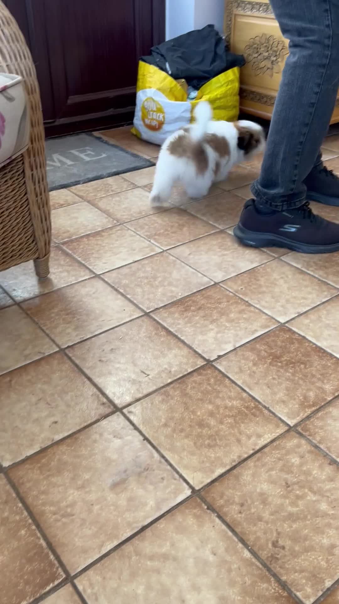 Shih Tzu dogs for sale: Lovely male Shih Tzu  - Video 1