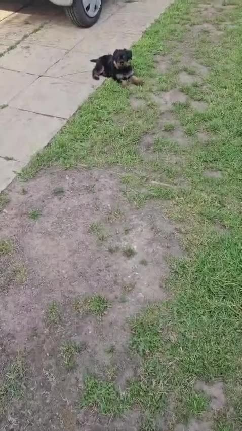 Mixed Breed dogs for sale: Rockie (rotweiler mum Yorkshire terrier dad) - Video 1