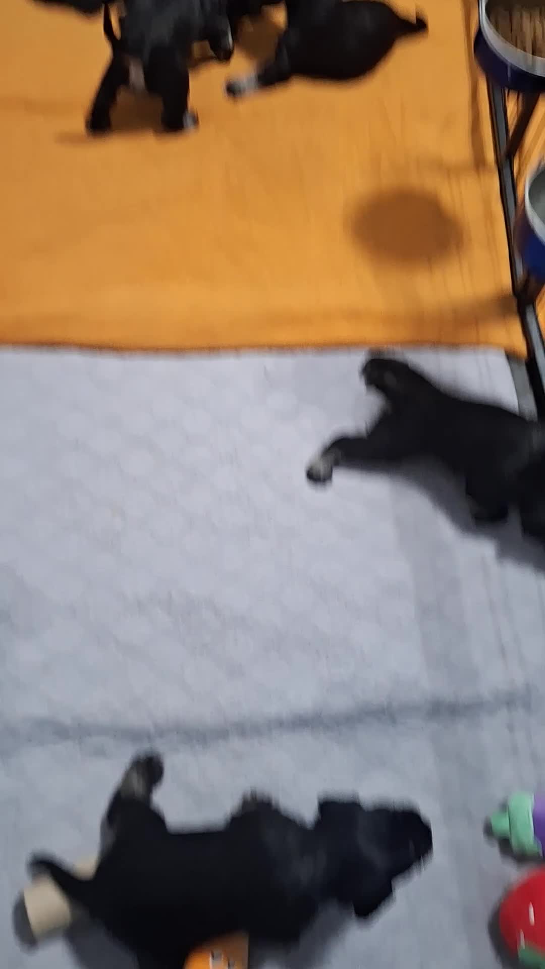 Miniature Schnauzer dogs for sale: 8 adorable miniature schnauzer puppies  - Video 1