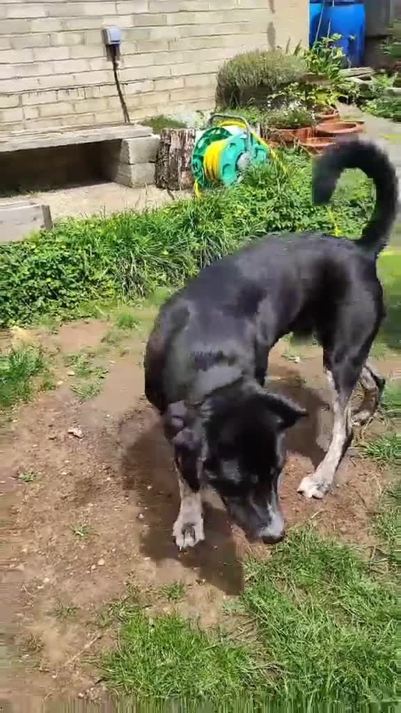 Mixed Breed dogs for adoption: Buster – Big Heart, Loyal and Ready to Bond - Video 4