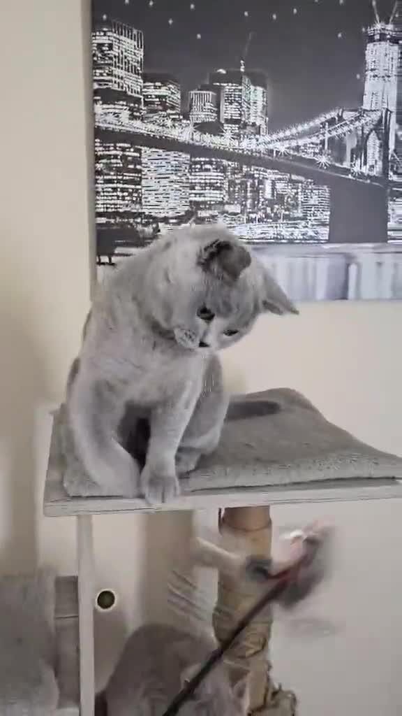 British Shorthair cats for sale: GCCF BSH Girl - Video 1