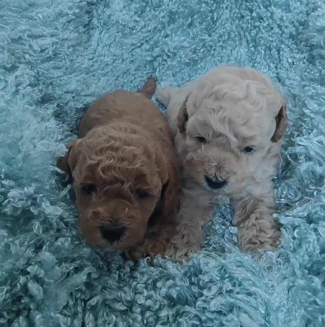 Cavapoo dogs for sale: Exquisite Cavapoo Boy and Girl, Red and Apricot,   - Video 1