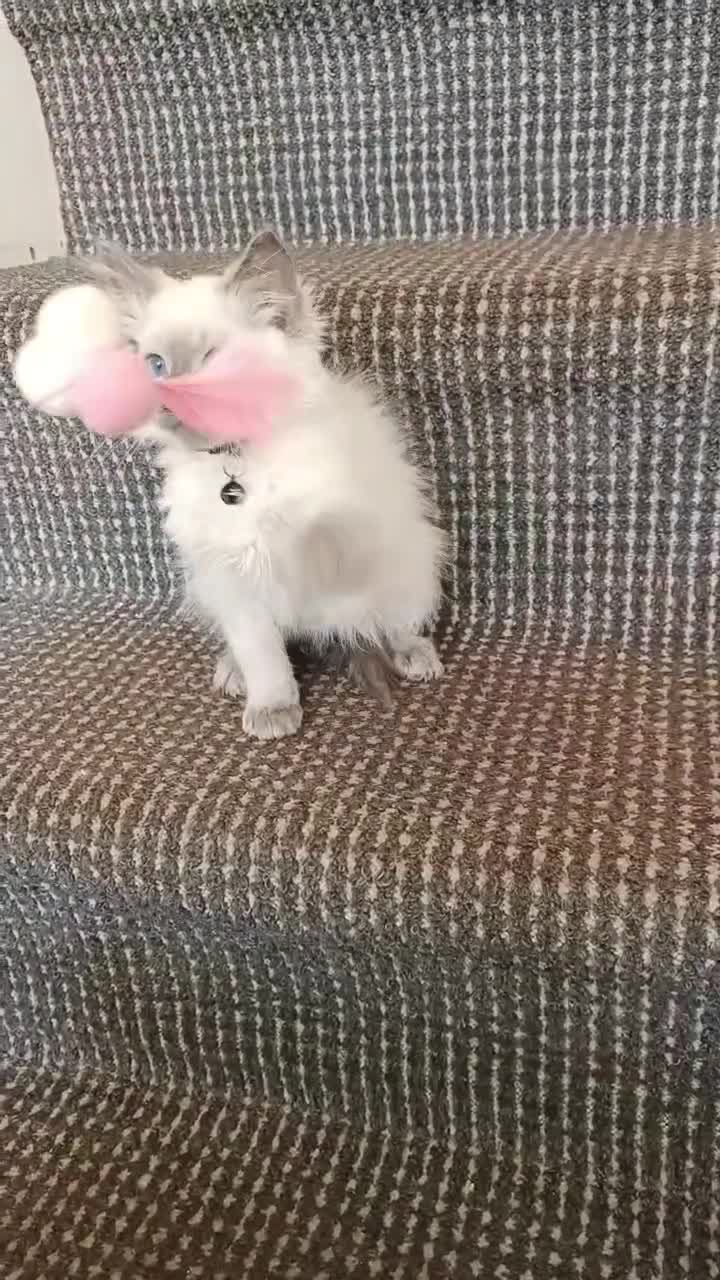 Ragdoll cats for sale: 3 male and 1 female Ragdoll cats for sale - Video 3