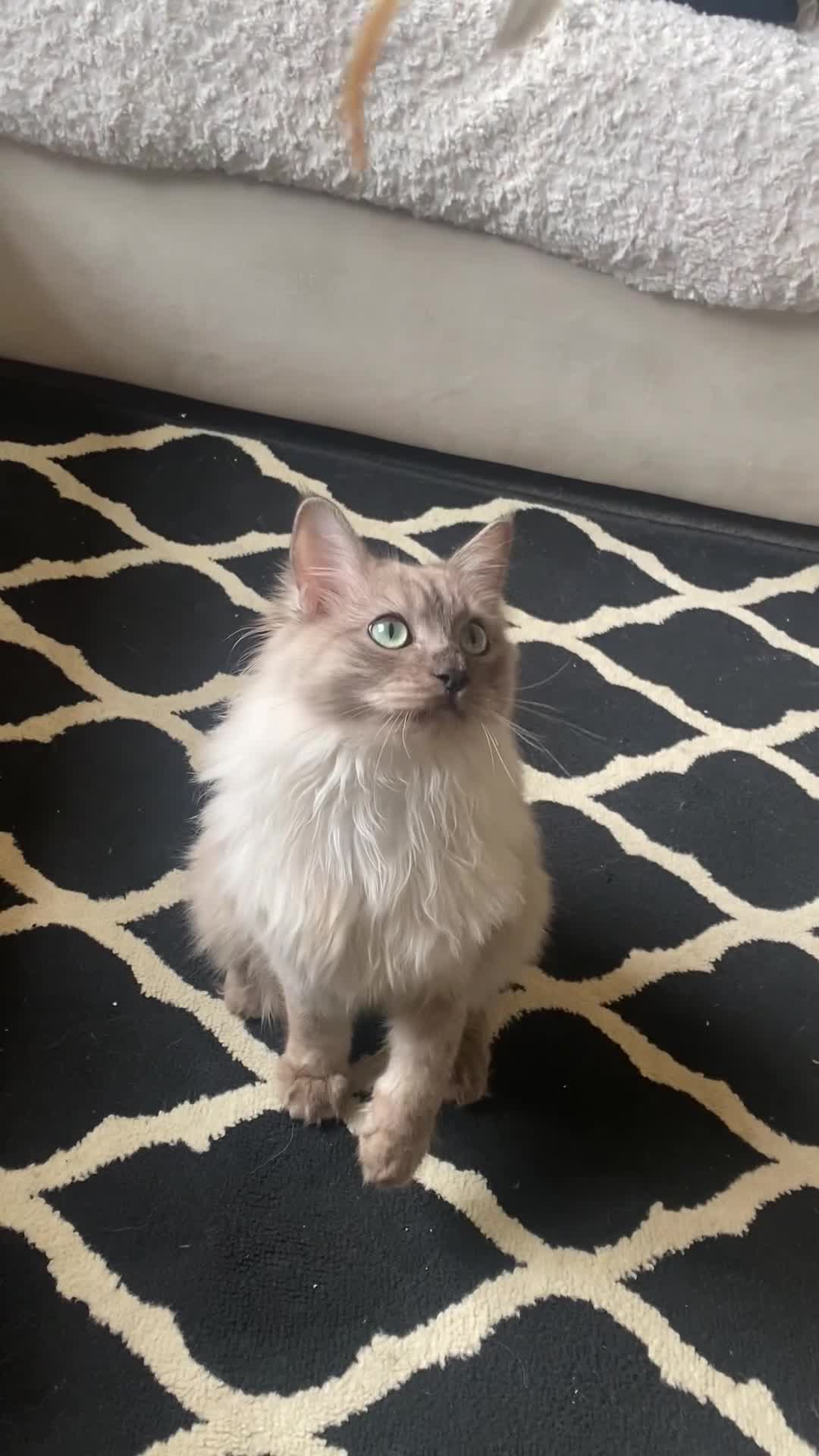 Ragdoll cats for sale: TICA Registered Seal Smoke Sepia Ragdoll - Video 2