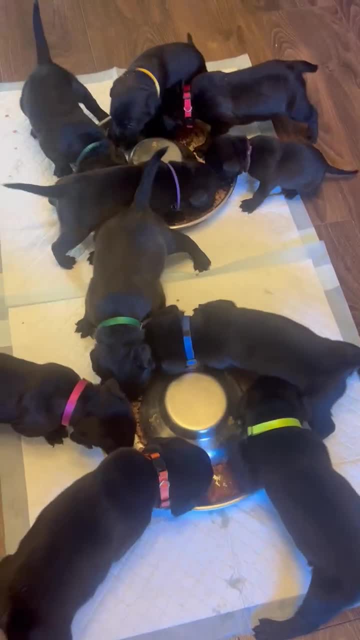 Mixed Breed dogs for sale: Mastador pups - Video 2