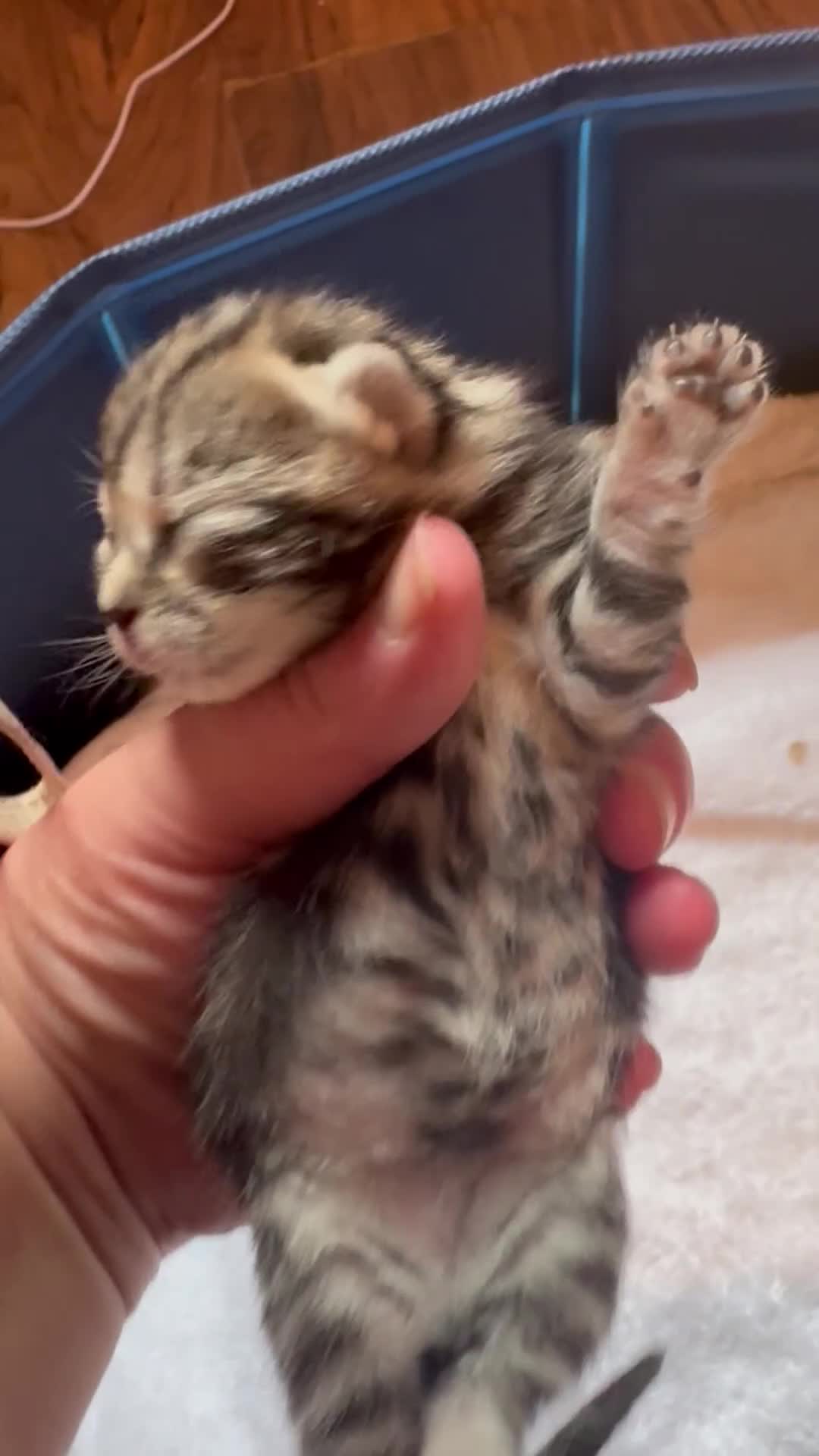 Mixed Breed cats for sale: Stunning  unique kittens  - Video 1