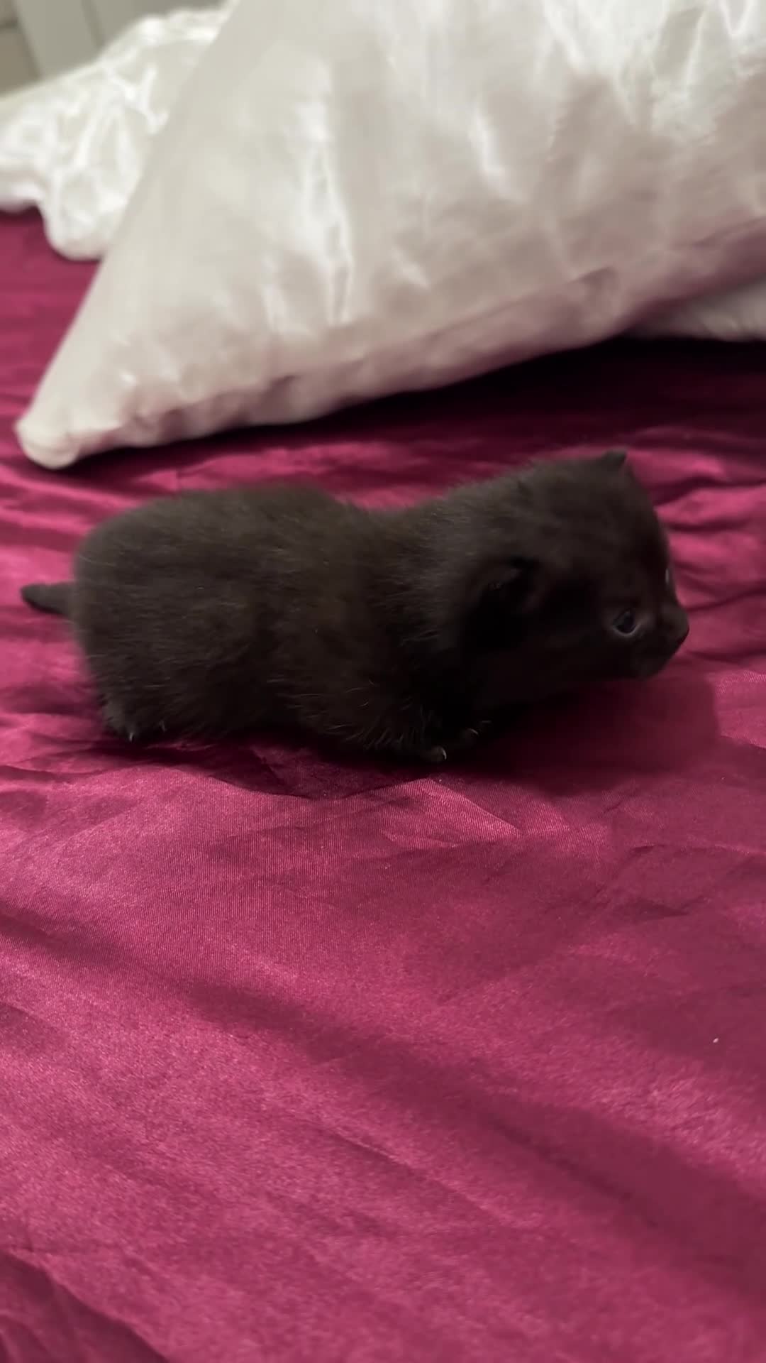 Munchkin cats for sale: beautiful short legged munchkins - Video 1