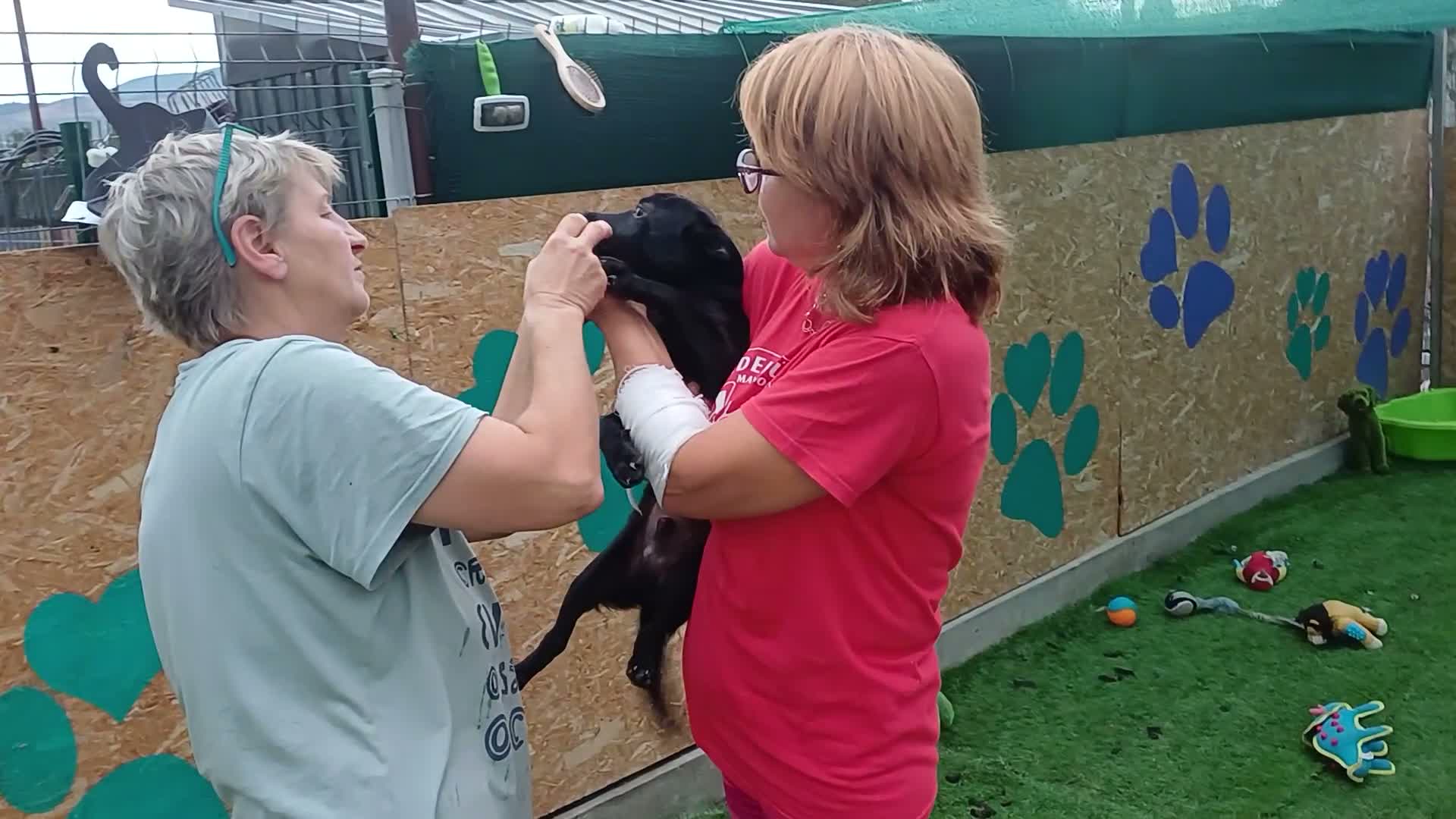 Mixed Breed dogs for adoption: 🐾🖤EBONY – A BEAUTIFUL BOY FOR A LOVING HOME🖤🐾 - Video 2