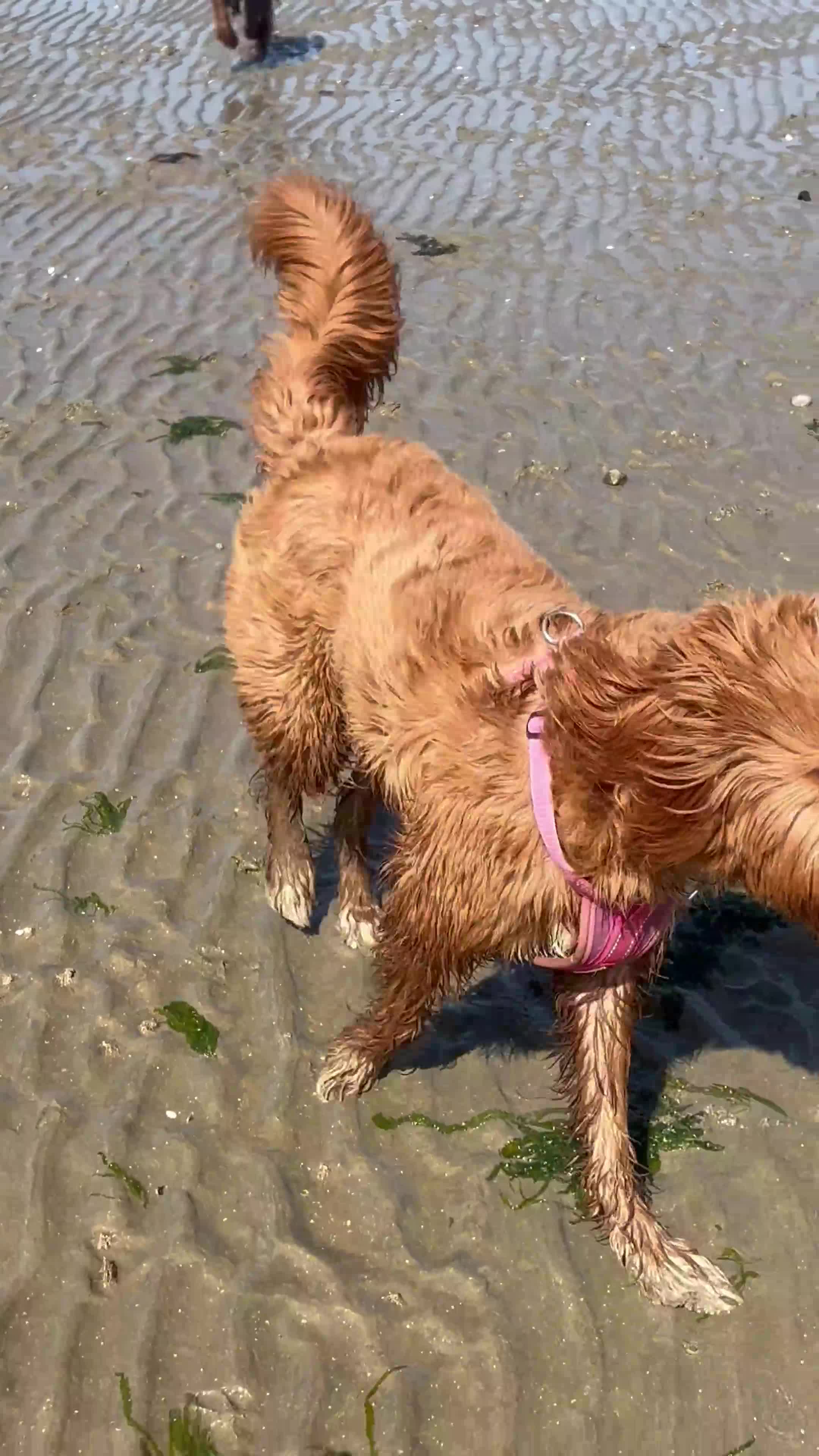 Labradoodle dogs for stud: Stunning Fox Red Labradoodle Stud - Video 1