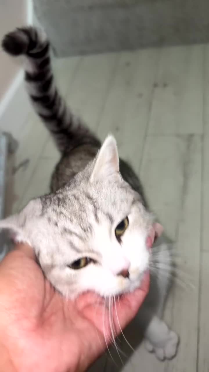 Scottish Fold cats for sale: 7 month old grey and white scottish fold boy mix  - Video 1