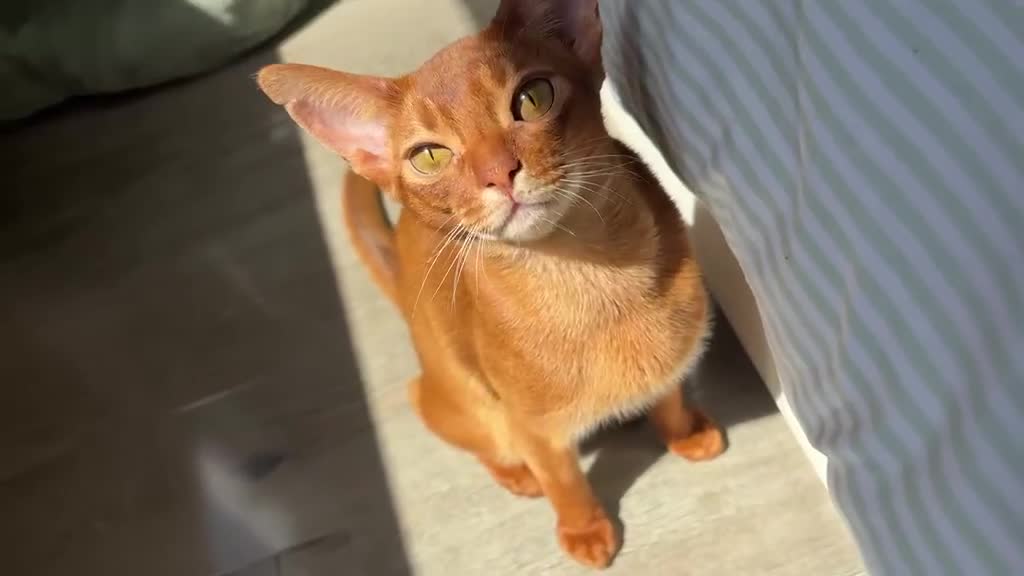 Abyssinian cats for sale: Pedigree Abyssinian boy for sale  - Video 1