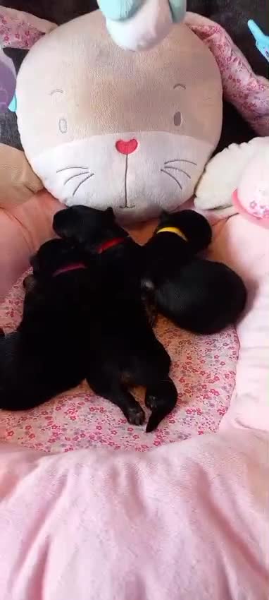 German Shepherd dogs for sale: Excellent Long-Haired German Shepherd Puppies-KC - Video 2