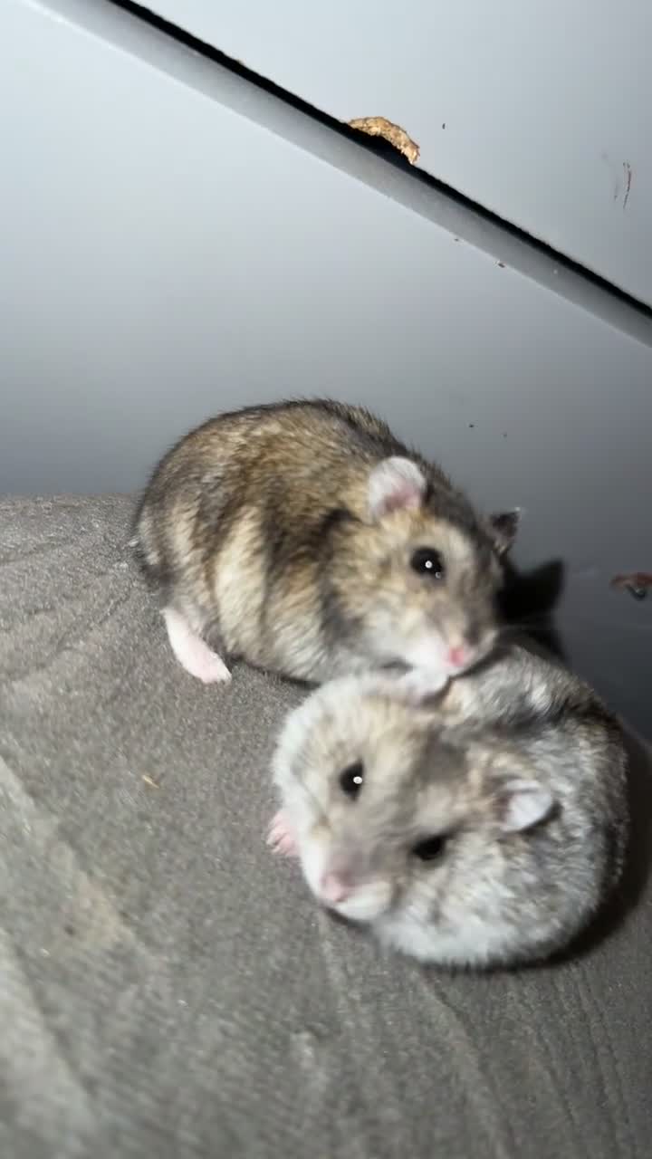 Hamster rodents for sale: 🐹Sweet baby hamsters-two girls left!🐾🩷 - Video 2