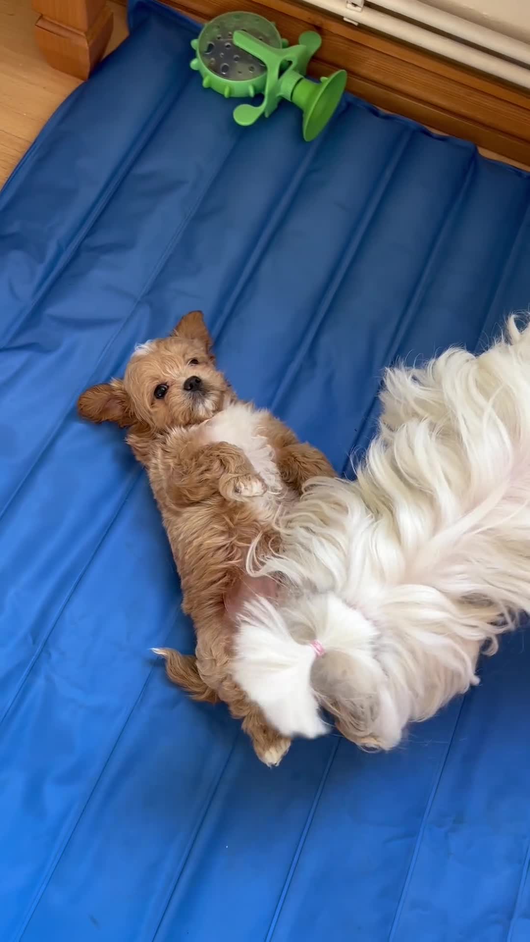 Maltipoo dogs for sale: 1 BOY LEFT (Stormi) RARE F1B Maltipoo Puppies - Video 3