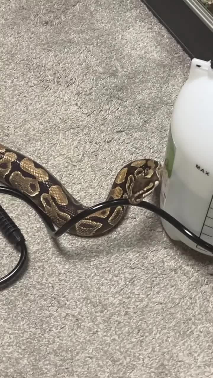Python Snake reptiles for sale: Enchi Ball/ Royal Python - Video 1
