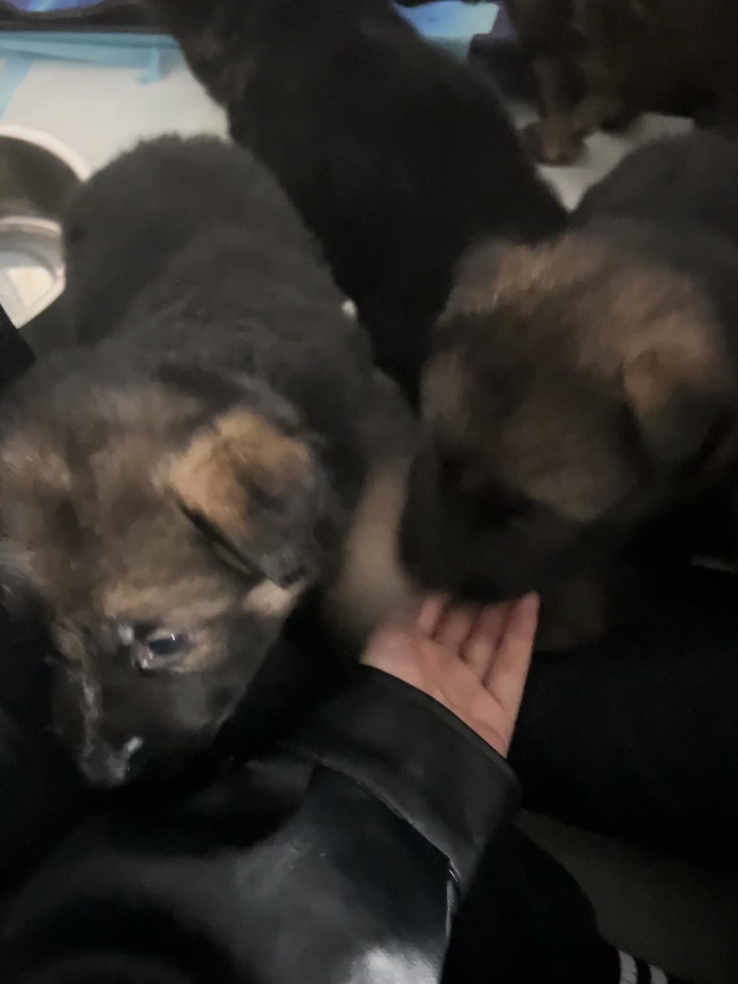 German Shepherd dogs for sale: 4 Male German shepherd puppies - Video 1