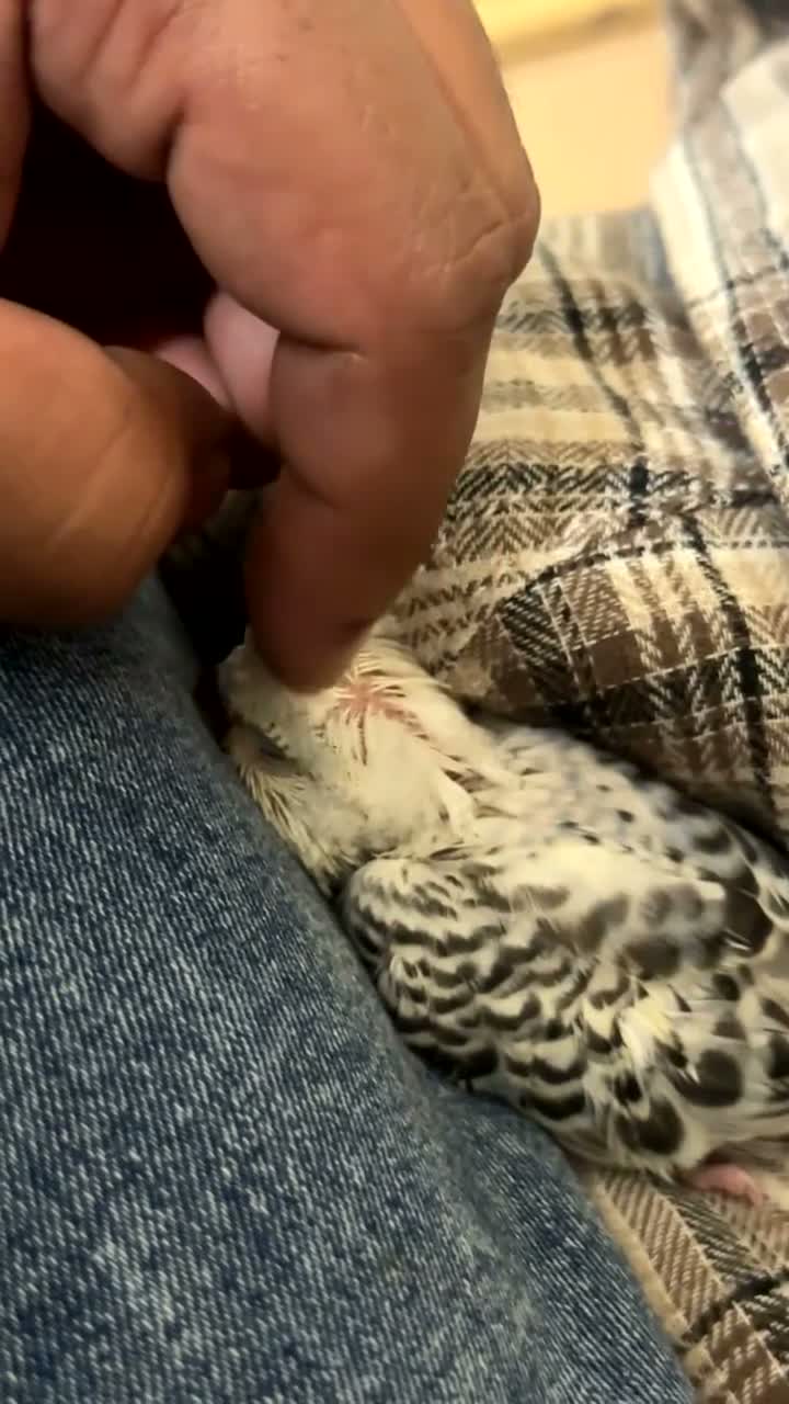 Budgerigars birds for sale: Baby Budgie for Sale 🐦🤍 - Video 1