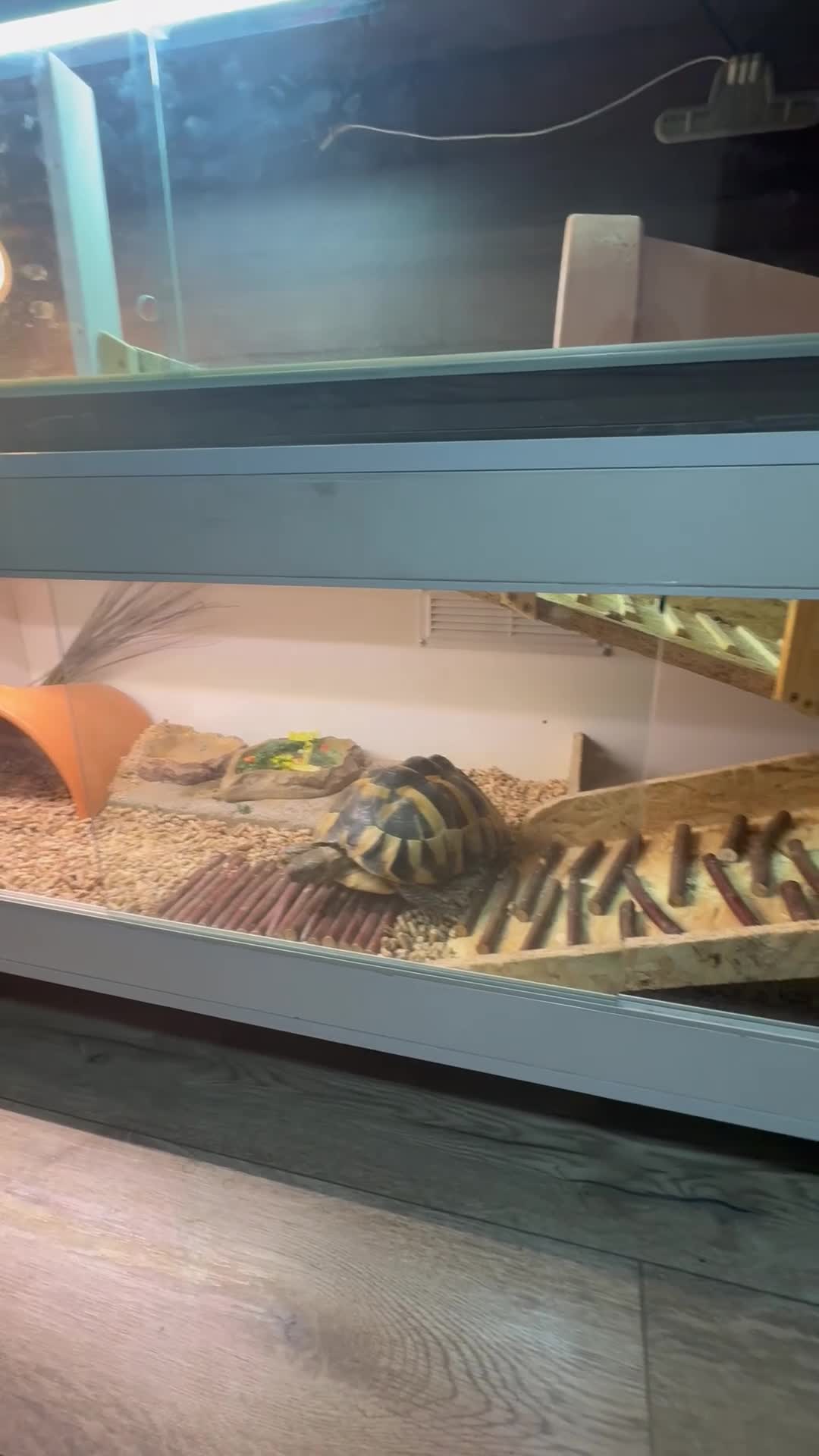 Hermann Tortoise reptiles for sale: Hermann’s with Full Setup (Certificate &Microchip) - Video 4