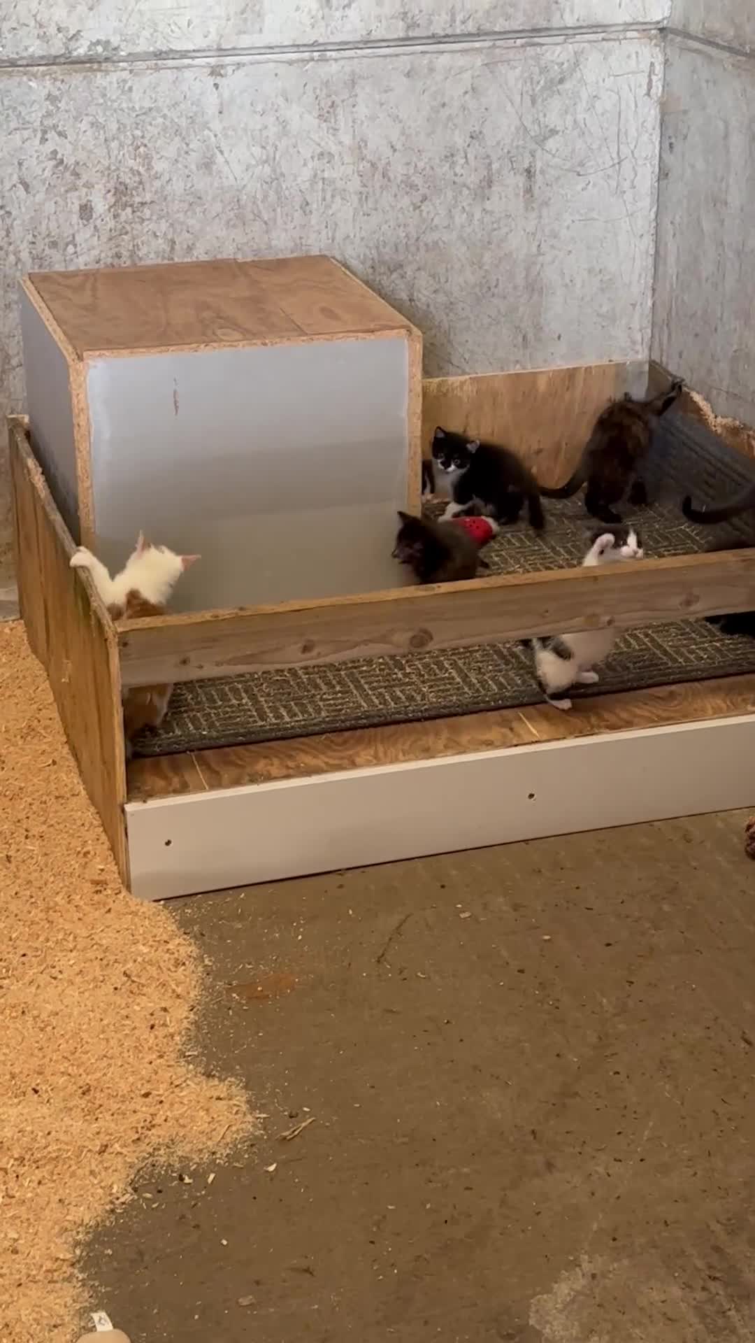 Mixed Breed cats for sale: KITTENS - Video 1