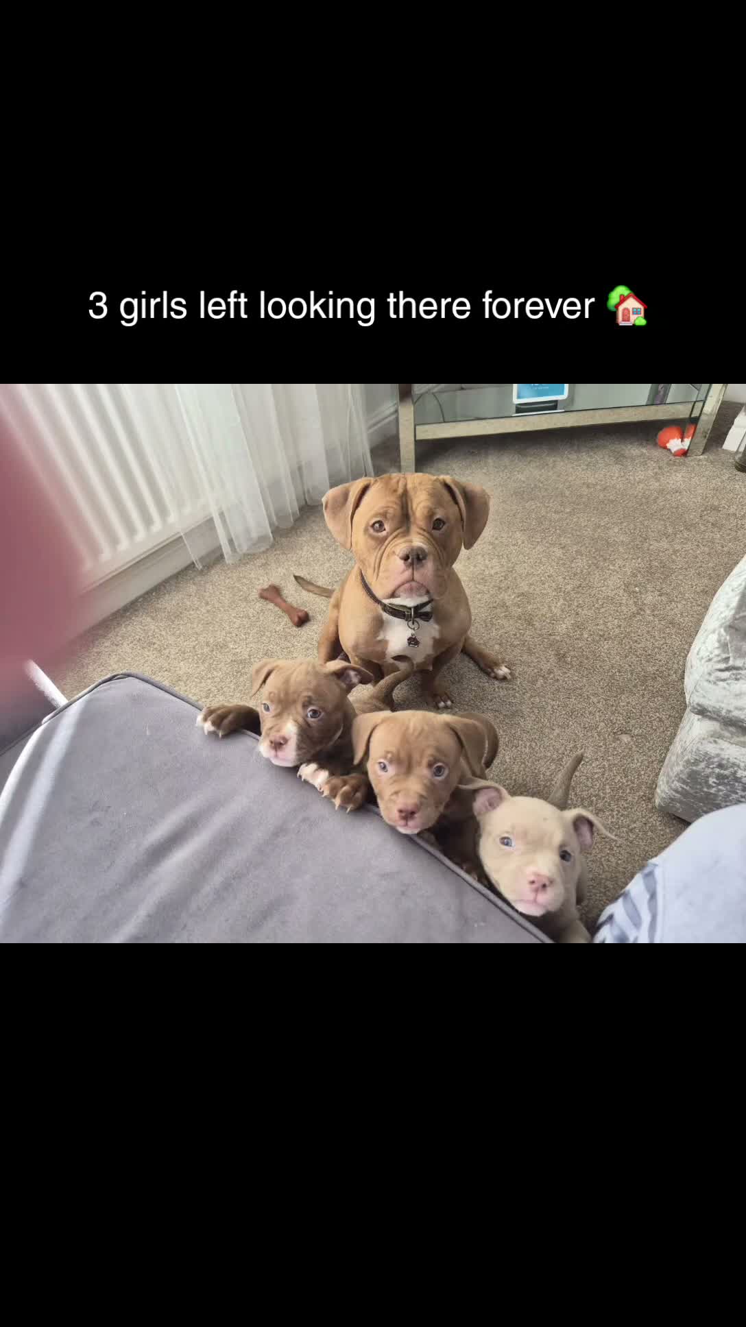 American Bully dogs for sale: Micro pocket bullies  in Bishop Auckland - Video 1