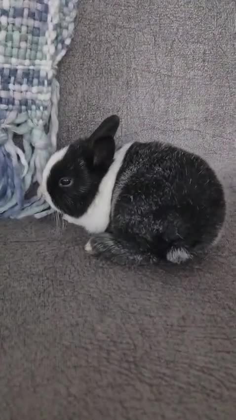 Mixed Breed rabbits for sale: 3 weeks old so cute 💕 - Video 2