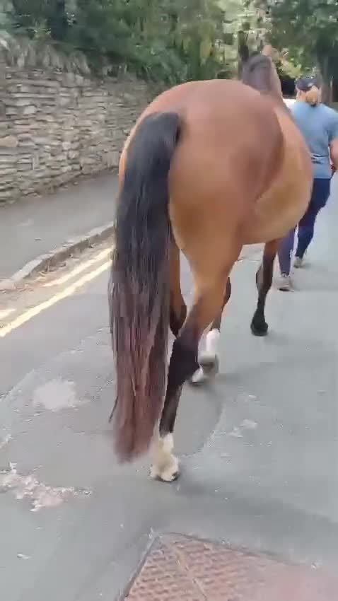 Welsh Section D horses for sale: Dixie Dior Part Bred Appaloosa x Welsh D Filly - Video 2